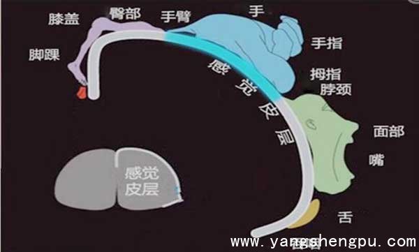 身体各部位在大脑皮层的投射