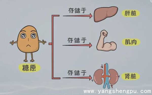 正常人血糖储备