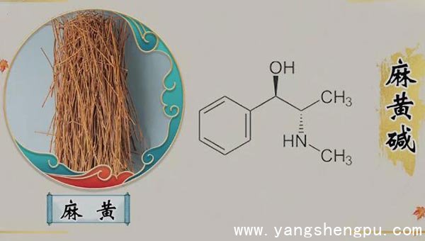 麻黄中的重要成分——麻黄碱