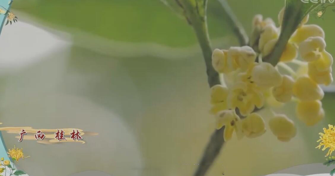 桂林桂花