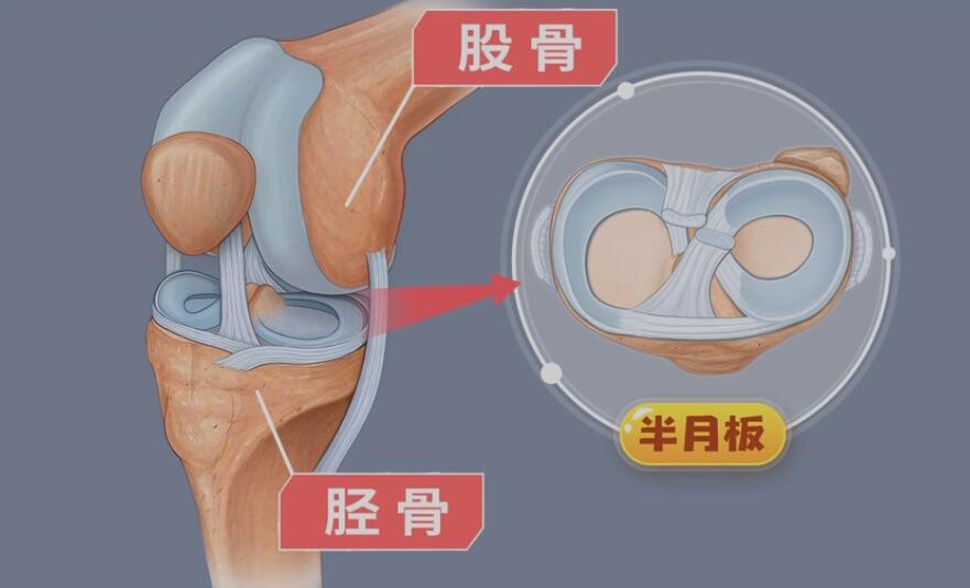 半月板的位置