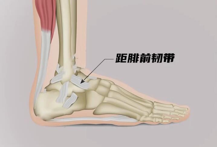 距腓后韧带位置示的意图