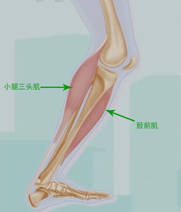 胫前肌位置图片与小腿三头肌的位置图片