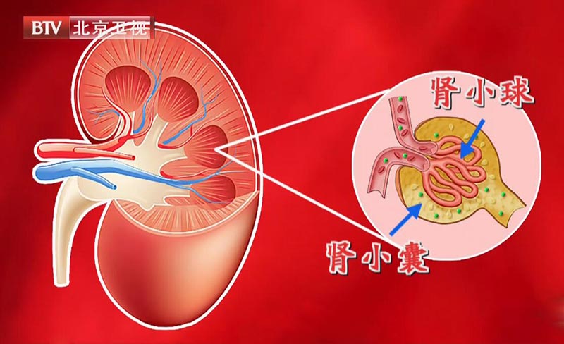 肾小球和肾小囊