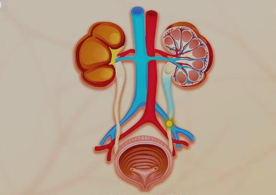 泌尿系统的组成及结石生长的部位