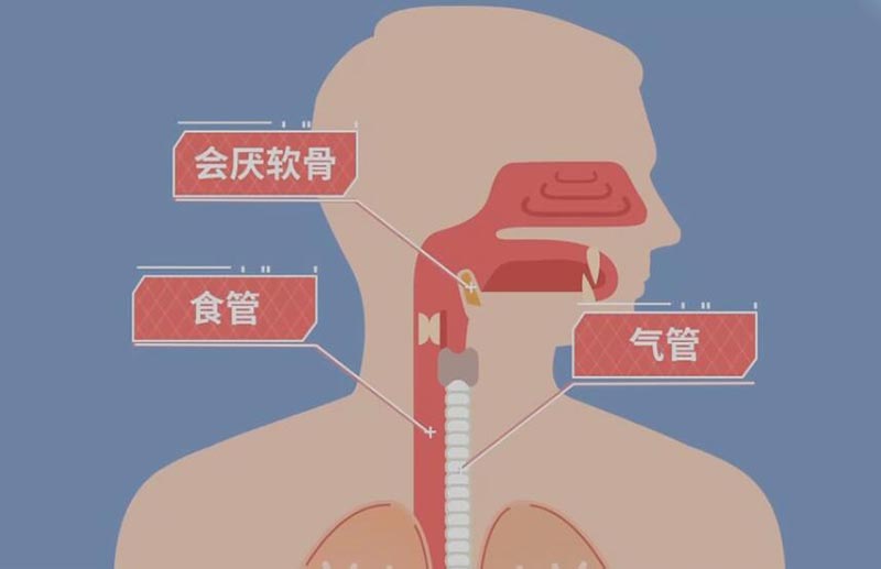 会厌、食管、气管的位置