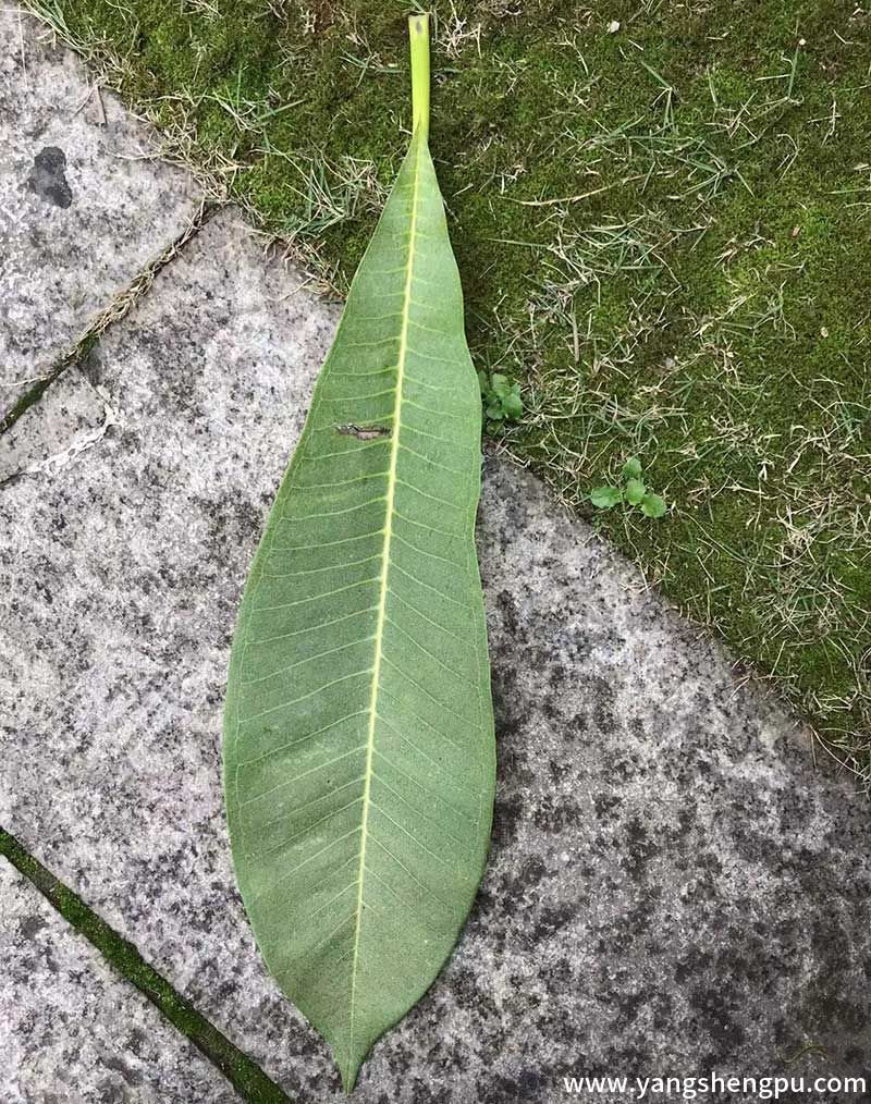 鸡蛋花叶