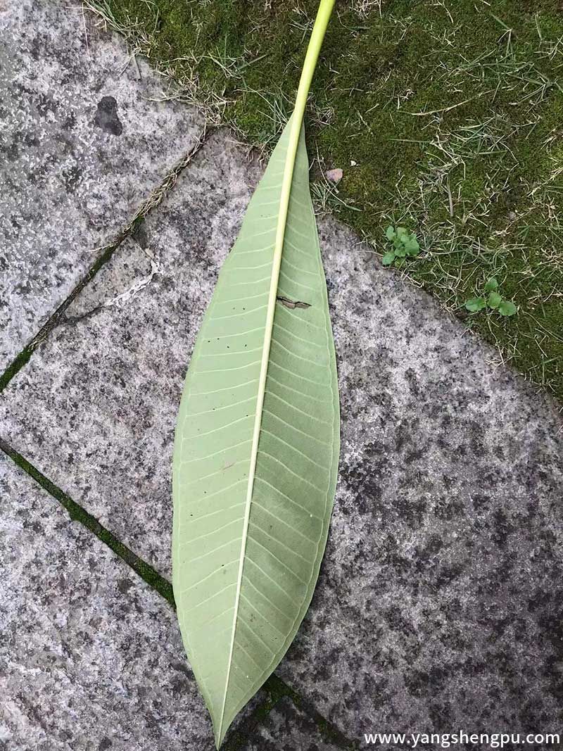 鸡蛋花叶