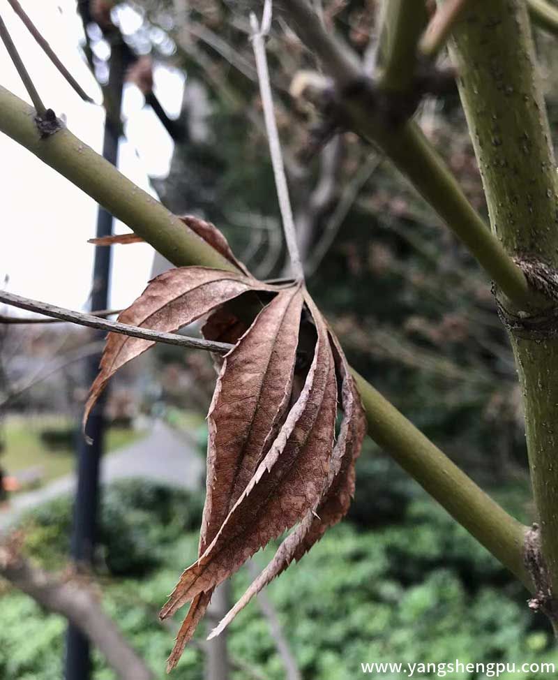 鸡爪槭树叶