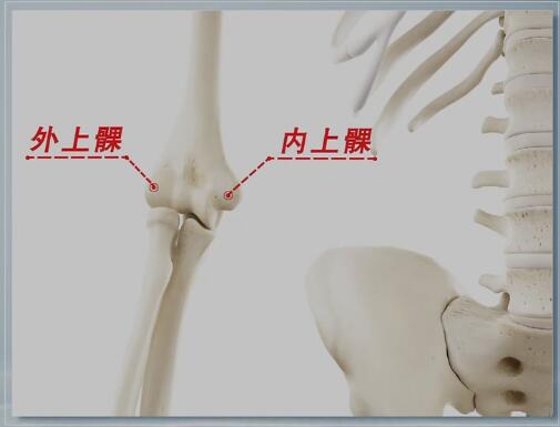 肘骨的准确位置图图片