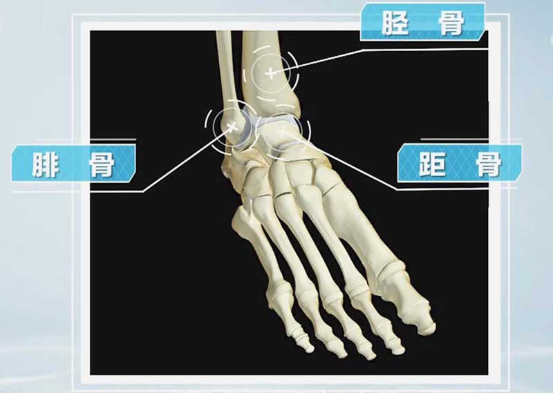 踝关节的组成