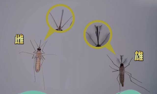 雄蚊子和雌蚊子的区别