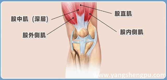 股四头肌的分布图