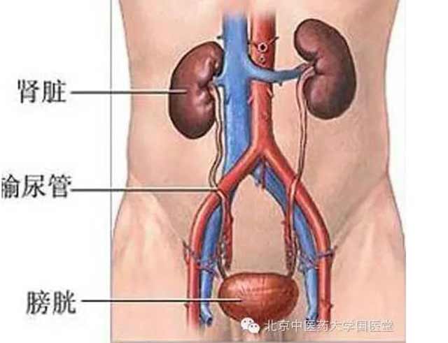 膀胱者，州都之官，津液藏焉，气化则能出矣