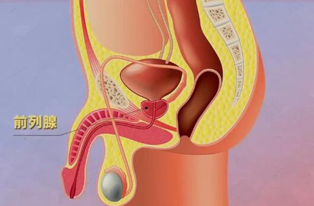 前列腺的位置