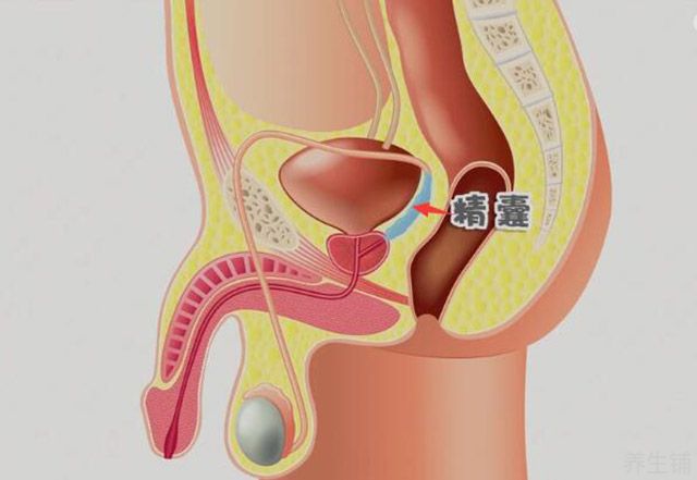 精囊在什么位置图片