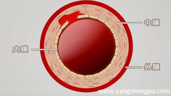 主动脉的分层结构