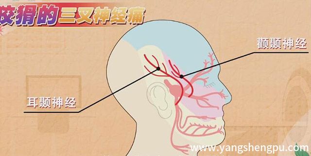 颧颞神经和耳颞神经