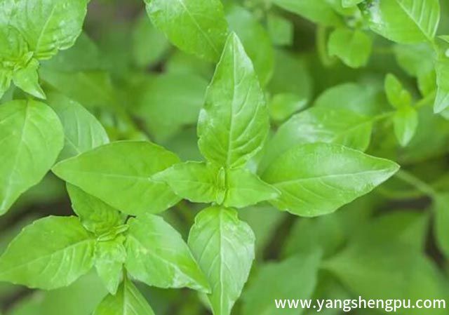 荆芥图片