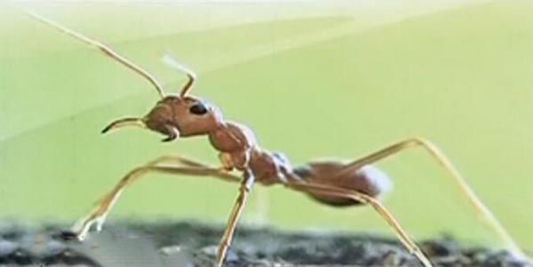 蚂蚁之间靠什么传递信息