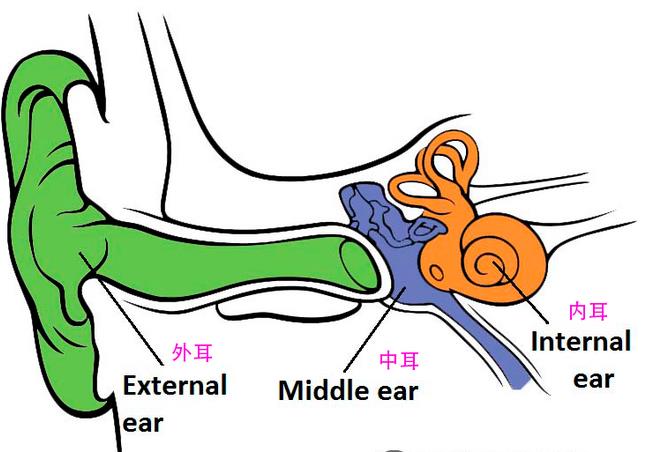 外耳、中耳、内耳的位置