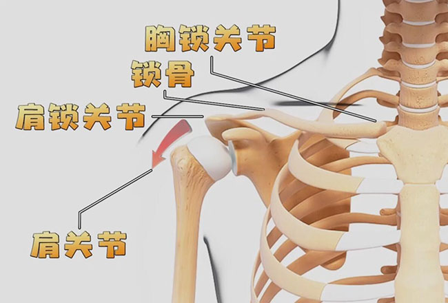 肩关节结构解剖图片