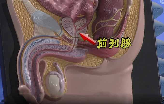 前列腺的形态和位置