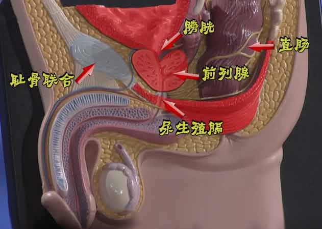 前列腺的相对位置