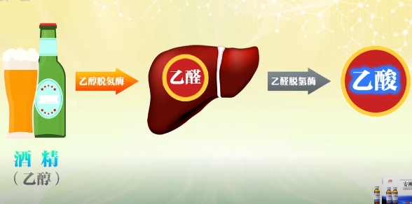 酒精在人体分解的过程