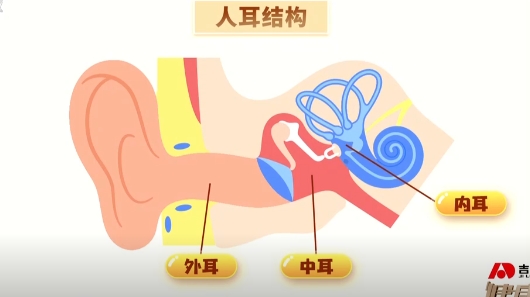 人耳的结构