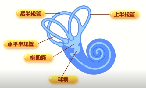 三个半规管、椭圆囊和球囊