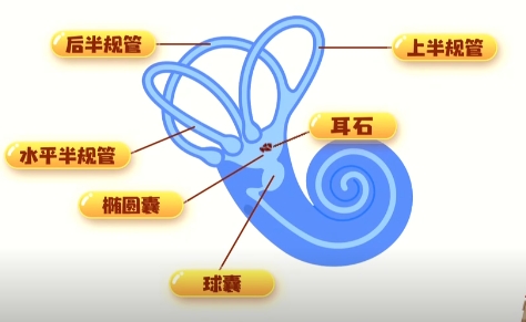 耳石的位置