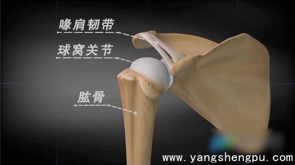 肩胛骨-喙肩韧带与球窝关节