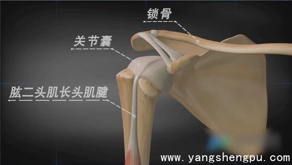 肩胛骨周围连接部分