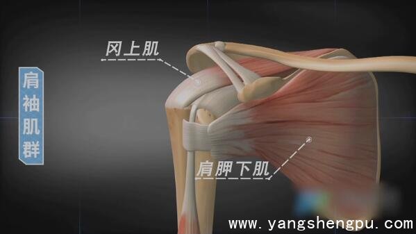 肩膀周围的肌肉-冈上肌（上方）、肩胛下肌（前方）