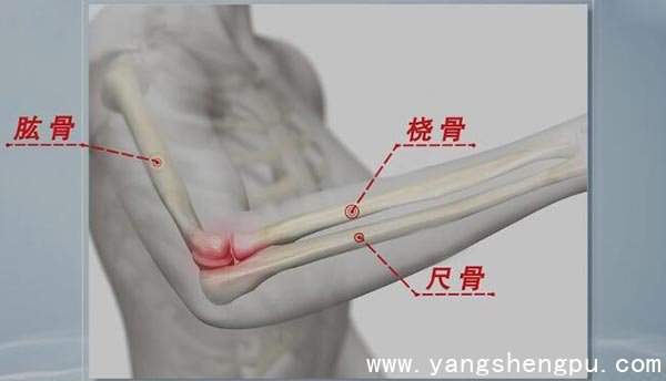 桡骨、尺骨、肱骨的位置