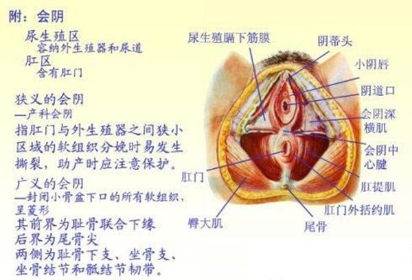 会阴的位置