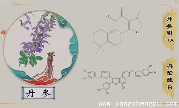 丹参的化学成份