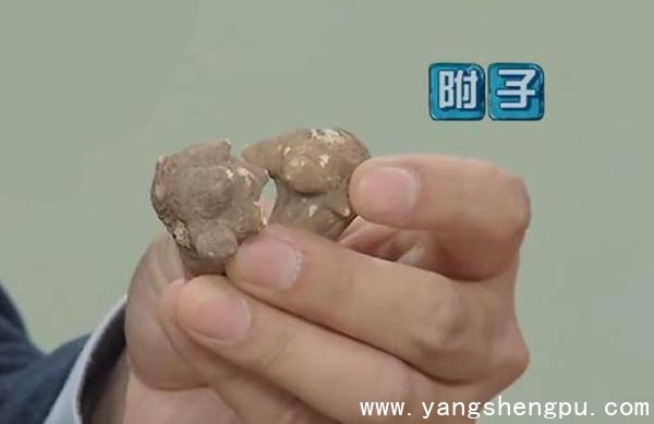 附子