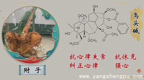 附子的作用