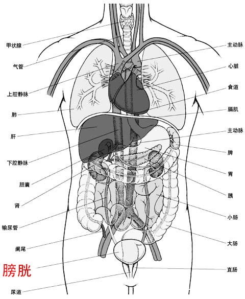 膀胱的位置