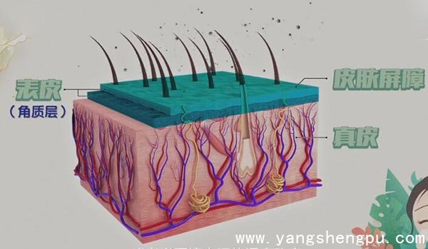 皮肤的结构