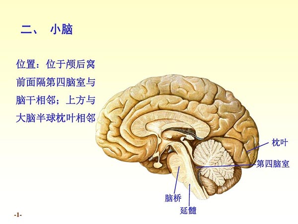 小脑的位置