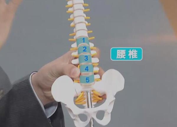 腰椎的结构
