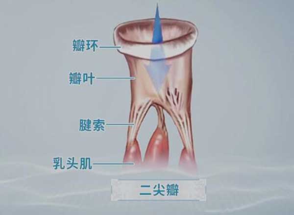 二尖瓣的结构组成