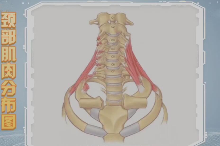 颈部肌肉分布图