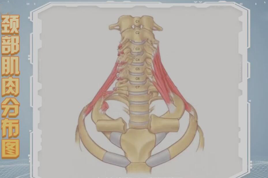 颈椎两侧肌肉图片